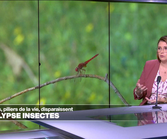 Replay Élément Terre, la quotidienne - COP17 Biodiversité: la disparition des insectes, un drame pour la vie sur Terre