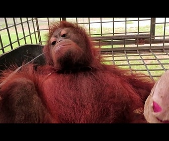 Replay Indonésie: un bébé orang-outan sauvé des feux à Bornéo, la destruction de l'habitat s'aggrave