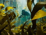 Replay Afrique du Sud - La forêt sous-marine de kelp