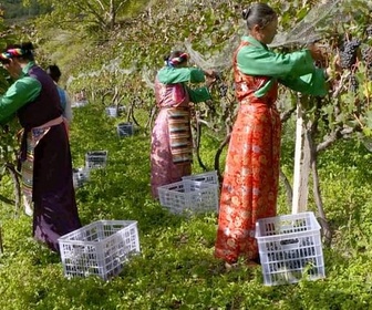 Replay Chine : les vignobles de l'Himalaya - Des vignes et des hommes