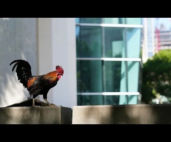 Replay Insolite : des coqs et des poules envahissent des rues de Miami