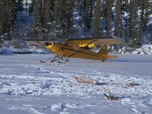 Replay Seuls face à l'Alaska - S6E8 - La meute de loups