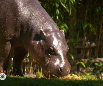 Replay Une saison au zoo - S12 E19
