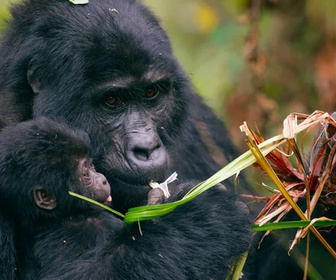 Replay La première année des bébés animaux - Vers l'indépendance