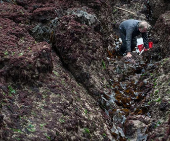 Replay La saison des tourteaux