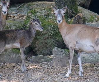 Replay Corse - Les parcs naturels... en Minuscule