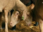 Replay Paysans du monde - Portugal : Agroforestrie