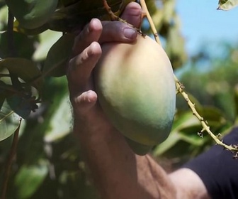 Replay Israël-Palestine : le conflit sans fin - Le boycott des produits israéliens a-t-il un impact ?