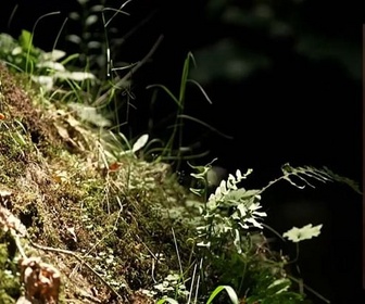 Replay Invitation au voyage - 06/09/2024 - En Dordogne, un poète prend la défense de la nature