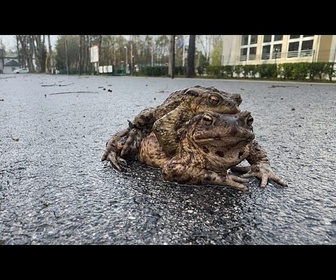 Replay Pologne : des citoyens mobilisés pour sauver les amphibiens en migration