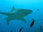 Replay Dans le sanctuaire des îles Galápagos - La vie cachée des requins