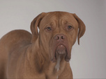 Replay Chiens et chats sans collier - Des secondes chances à saisir