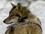 Replay Élément Terre - Loup : cohabiter avec un superprédateur
