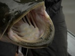 Replay River monsters - S4E2 - Tueur russe