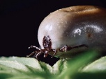 Replay La vie secrète des parasites - La pègre animale