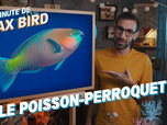 Replay La minute de Max Bird - Le Poisson-perroquet