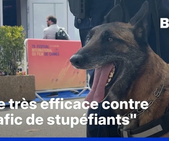 Replay ROBIN DE BFM À CANNES - Pendant le festival, les chiens renifleurs traquent les stupéfiants