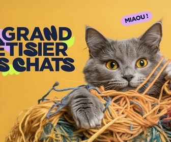 Replay Le grand bêtisier des chats - 26/06/2026