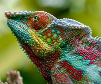 Replay Madagascar ou le grand carnaval des caméléons