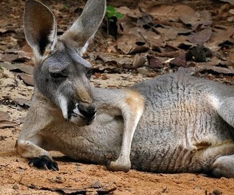 Replay Le voyage du kangourou d'Australie - L'odyssée des animaux