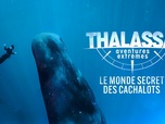 Replay Thalassa, aventures extrêmes - Le monde secret des cachalots