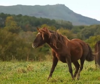 Replay Invitation au voyage - 27/11/2024 - Au Pays basque, un cheval nationaliste