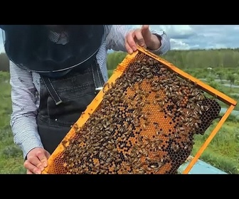 Replay L'apiculture fait-elle plus de mal que de bien ?