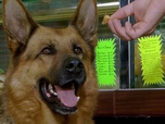 Replay Rex, chien flic - Ombres chinoises