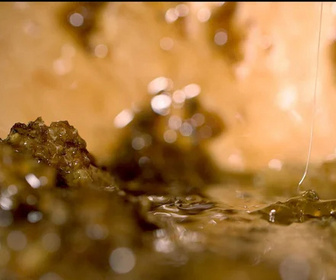 Replay Les maîtres des abeilles - 10/11/2025