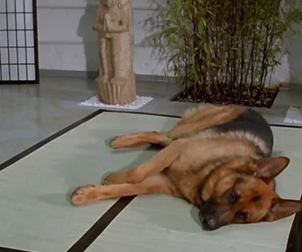 Replay Rex, chien flic - Hypnose