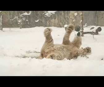 Replay No Comment. Les animaux au zoo et la première neige