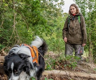Replay Des chiens sur la piste des loups - GEO Reportage