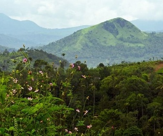 Replay La cardamome du Kerala indien - Les sanctuaires d‘épices