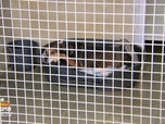 Replay Animaux à adopter - Théo, Blanche, Cracotte et Winnie