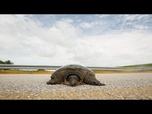 Replay La tortue verte Jurassic, réhabilitée, retourne dans l'Atlantique