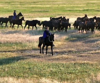 Replay La Puszta, une steppe et ses gardiens - Europe sauvage, la part de l'homme