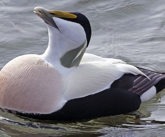 Replay Norvège, l'île aux canards - Paradis naturels retrouvés