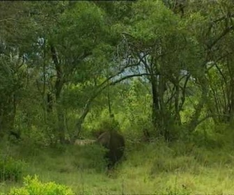 Replay Découverte du Monde - Espèces africaines en danger