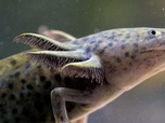 Replay À regarder en famille - Axolotl, la salamandre miraculeuse