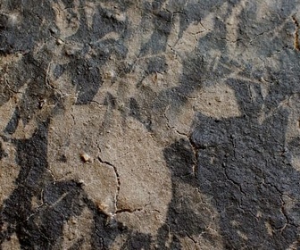 Replay Comment faire de la photo avec de la boue ? - Gymnastique