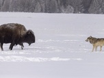 Replay Le loup - Prédateurs et proies, un équilibre fragile