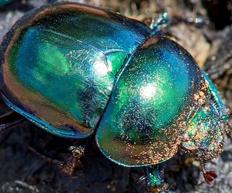 Replay Coléoptères - La grande parade des insectes