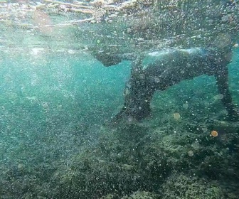 Replay Le goût du détail - Truite fumé