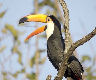 Replay Le Nord - Le Paraguay sauvage