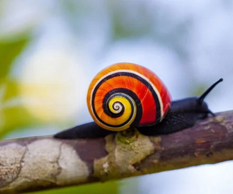 Replay Les couleurs de la nature - 21/07/2026