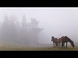 Replay Les habitants luttent contre des chevaux sauvages lors du festival Rapa das Bestas en Espagne