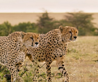 Replay Une planète, sept mondes sauvages - Afrique