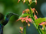 Replay Guadeloupe, des cimes à l'océan