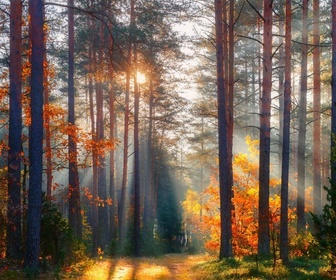 Replay La forêt des quatre saisons