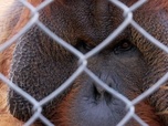 Replay ARTE Journal Junior - En Espagne, une meilleure protection des grands singes